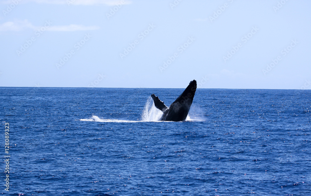Fototapeta premium Baleine
