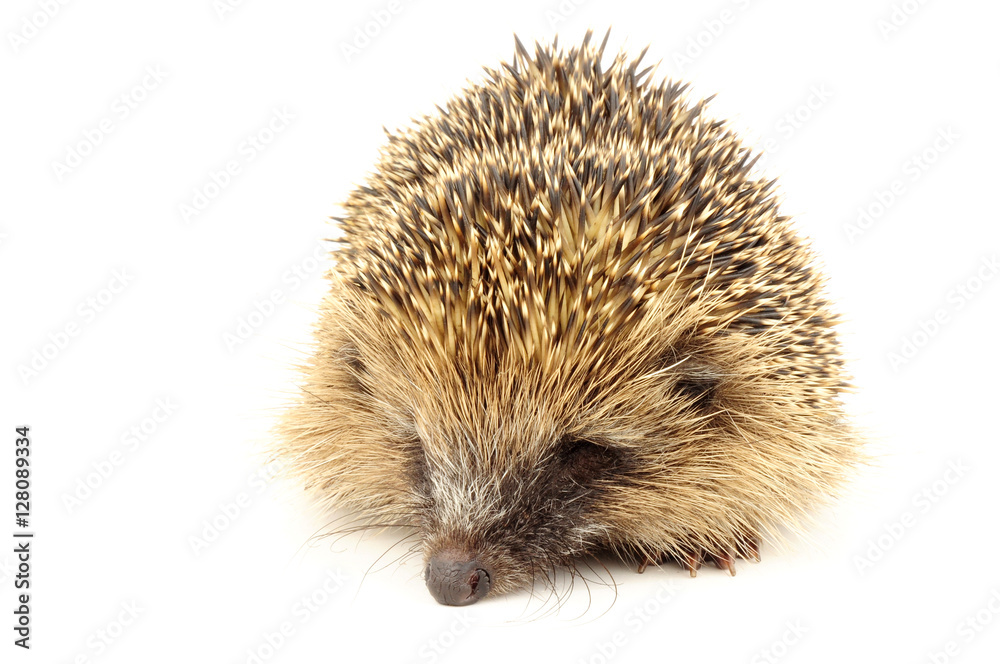 Young European Hedgehog Young European Hedgehog