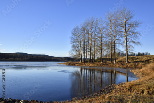 View over calm water in a lake with little thin ice blue sky and some tree standing near the shore, picture from the North of Sweden.