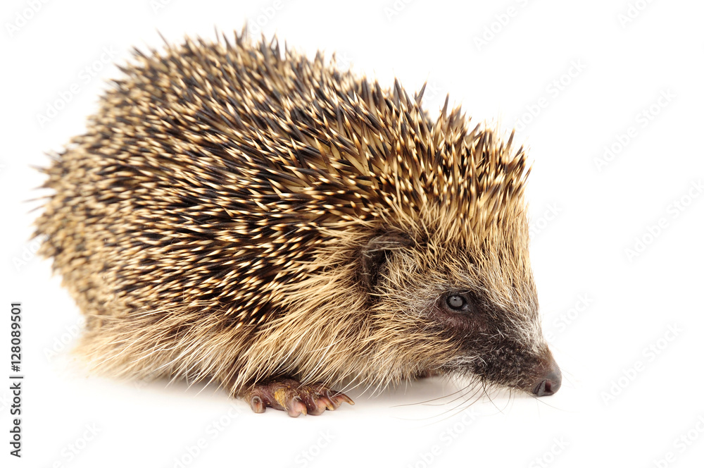 Young European Hedgehog Young European Hedgehog