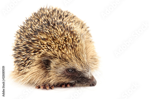Young European Hedgehog