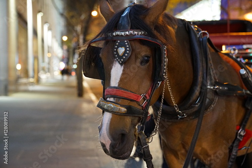 Carriage Horse on the Street