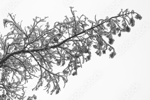 A branch of a tree covered with fluffy snow