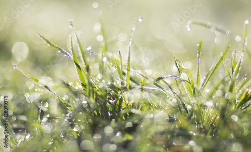 The grass covered with dew at dawn