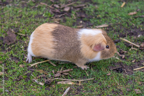 Colourful Guinea Pig