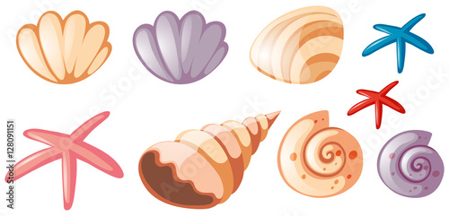 Different types of seashells
