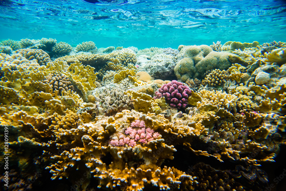 beautiful and diverse coral reef of the red sea with fish beautiful and diverse coral reef of the red sea with fish