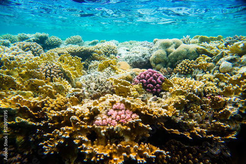 beautiful and diverse coral reef of the red sea with fish