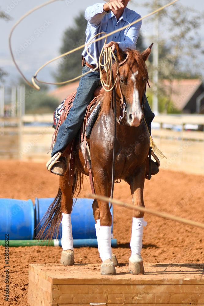 Cowboy roping a steer during a cowboy extreme competition