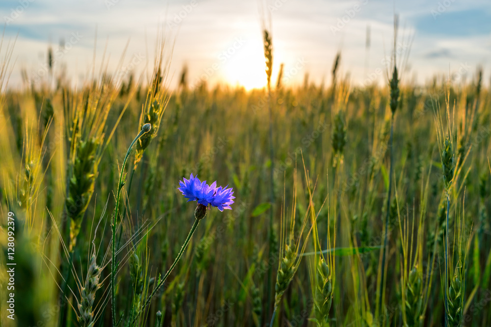 Obraz premium cornflower field ripening rye on sunset