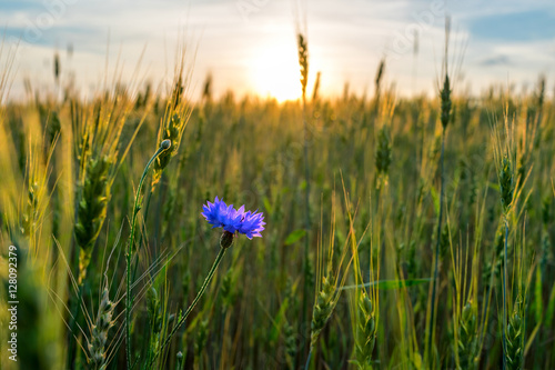 cornflower field ripening rye on sunset