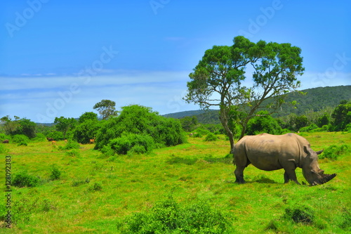 Safari South Africa Sibuya rhino