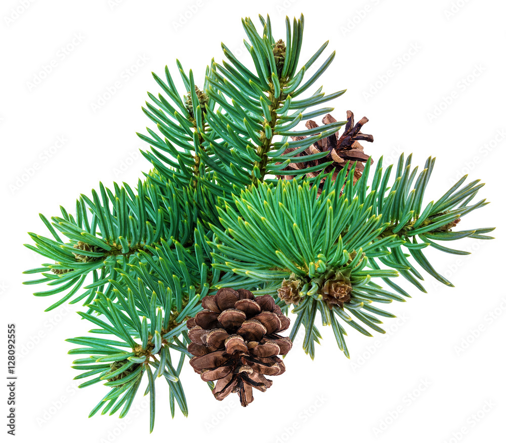 Fototapeta premium Cone and christmas tree isolated