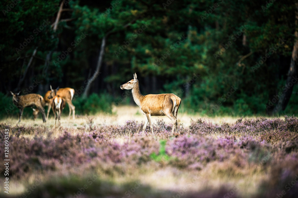 Alert red deer doe standing in heath. National Park Hoge Veluwe. Alert red deer doe standing in heath. National Park Hoge Veluwe.