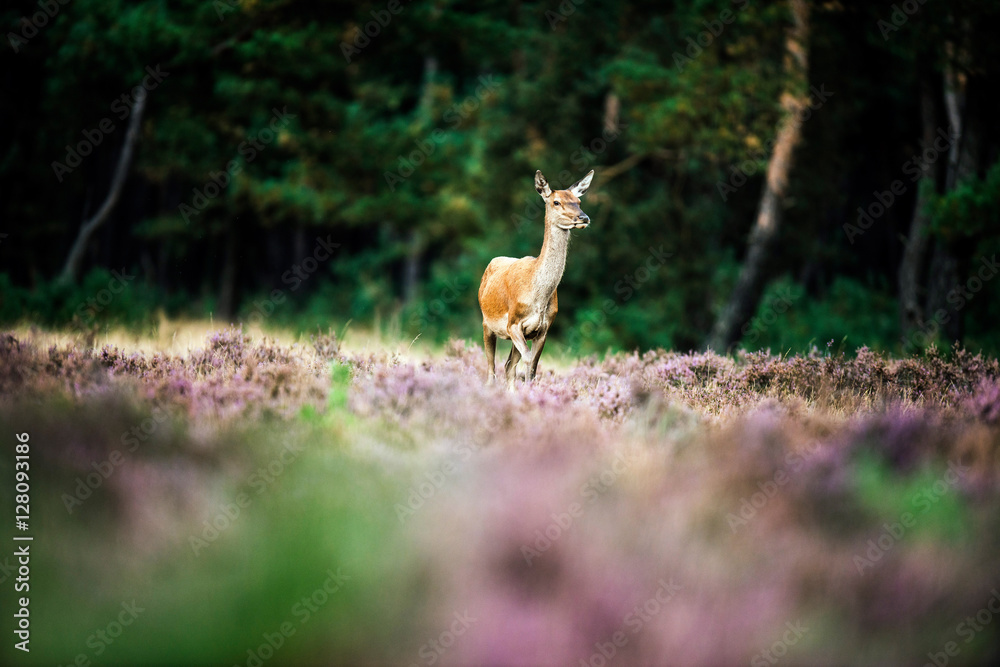 Fototapeta premium Solitary red deer doe in heath field near forest. National Park