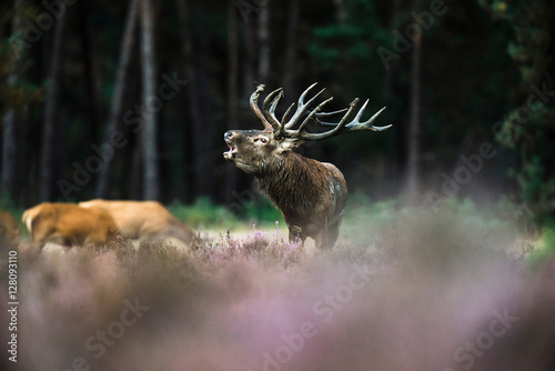 Roaring red deer stag with big antlers standing in heath. Nation