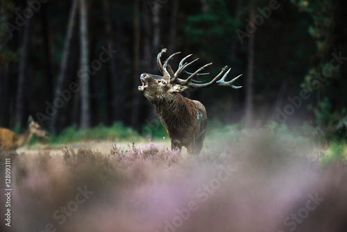 Roaring red deer stag with big antlers standing in heath. Nation © ysbrandcosijn