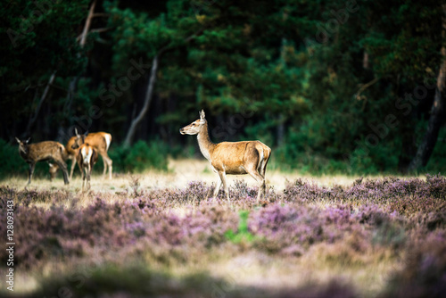 Alert red deer doe standing in heath. National Park Hoge Veluwe. © ysbrandcosijn