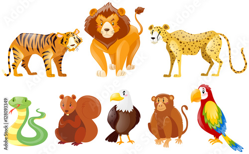 Set of different wild animals