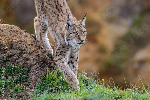 Hunter lynx