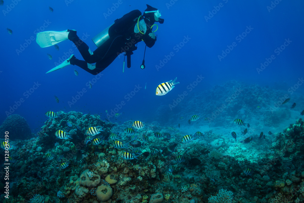 Diver on the reaf Diver on the reaf