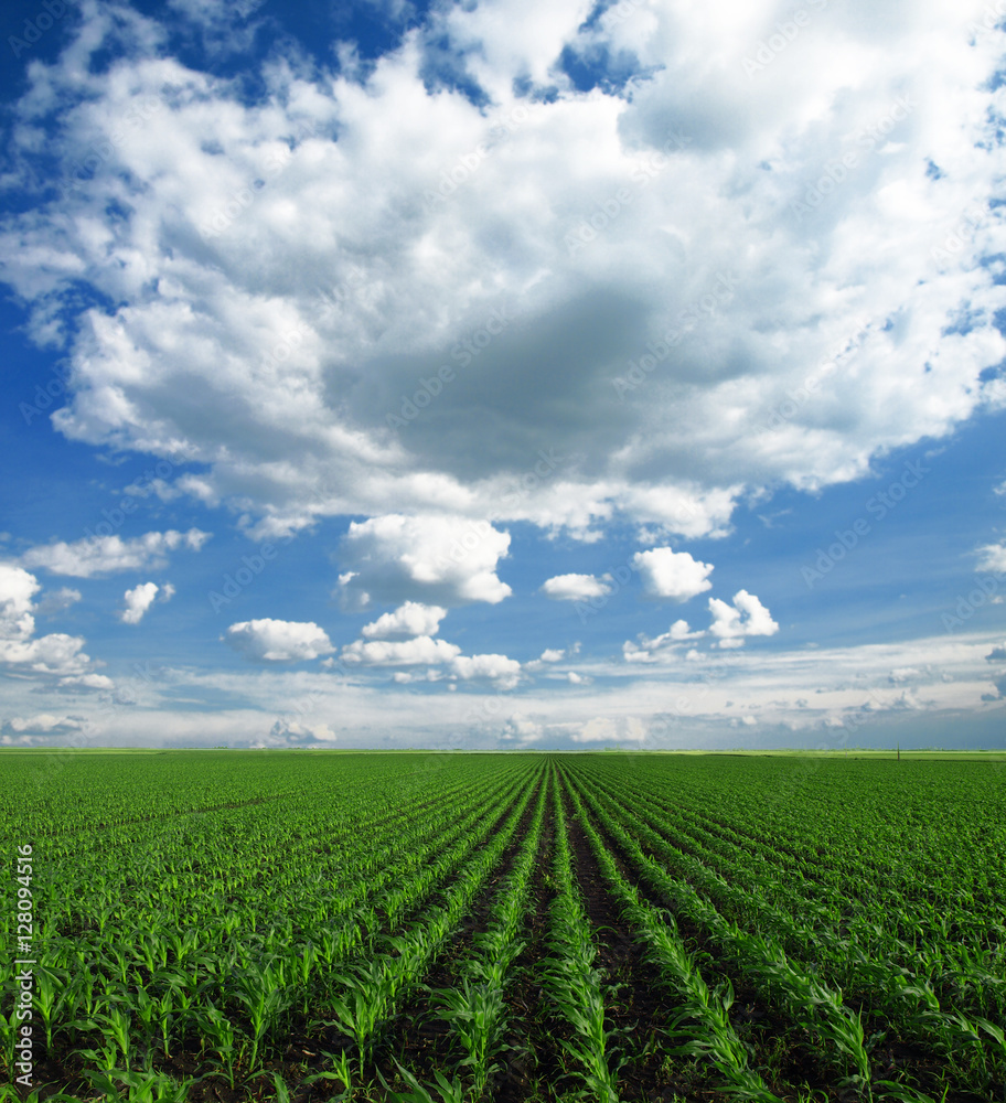 Cornfield with Clouds