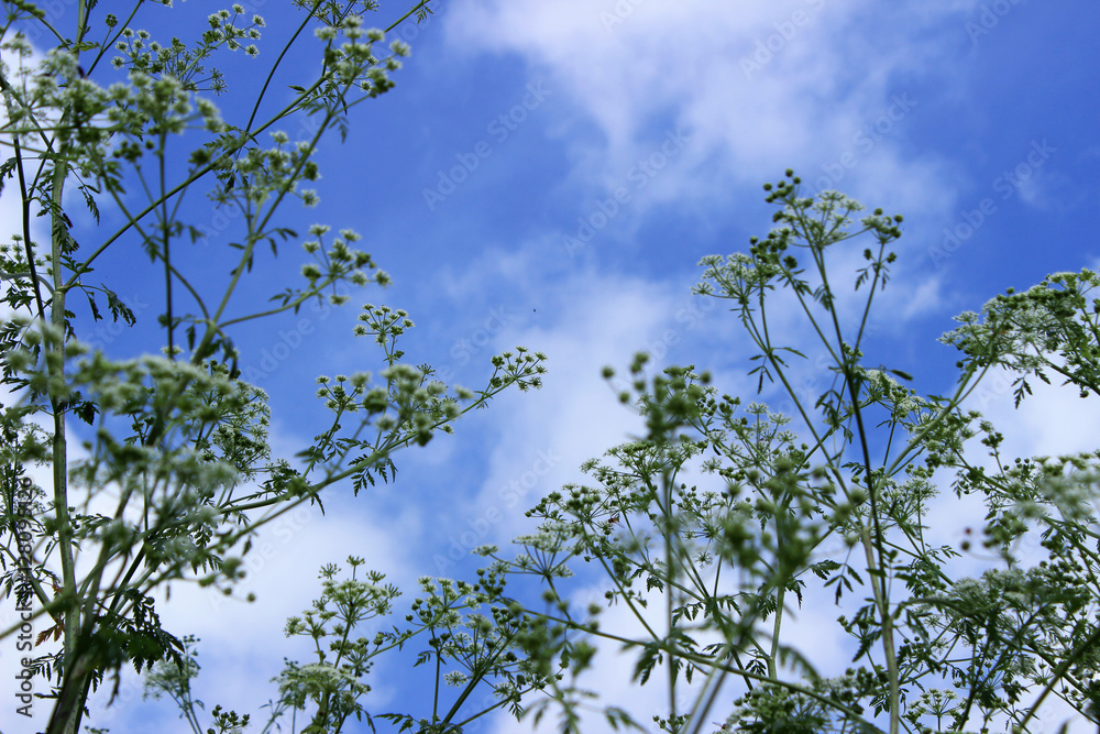 Fototapeta premium The plant hemlock Umbelliferae. Blossoming small white flowers o