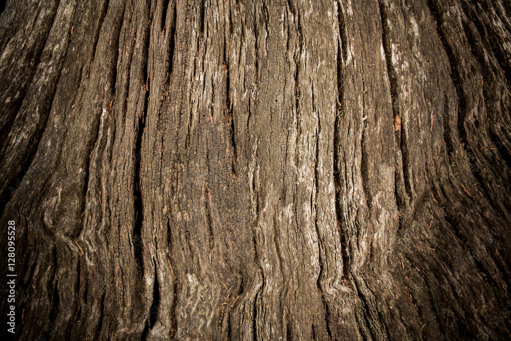 Old tree trunk as background with vignette Old tree trunk as background with vignette
