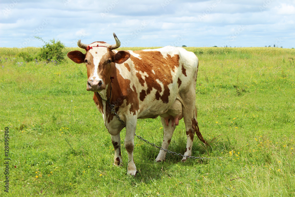 Cow in the pasture. Cow standing on the grass on a background of