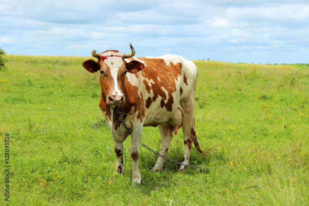 Cow in the pasture. Cow standing on the grass on a background of Cow in the pasture. Cow standing on the grass on a background of