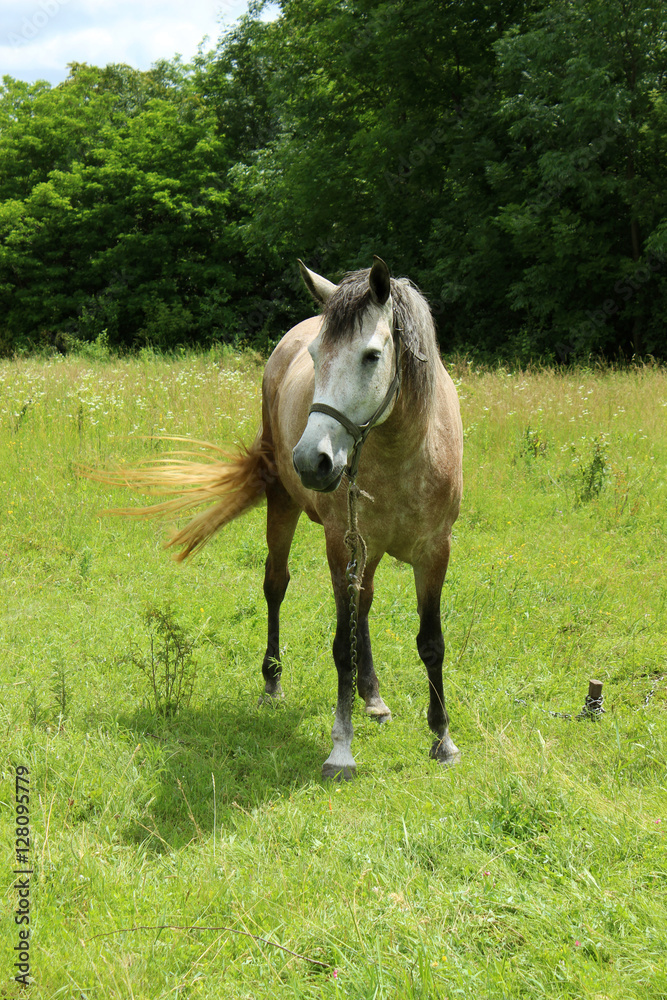 Fototapeta premium A horse in the pasture. A brown horse standing on a grass on a b