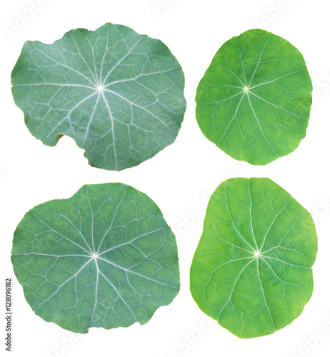 Fototapeta Naklejka Na Ścianę i Meble -  Set of nasturtium leaves on a white background.