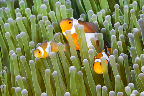 Clownfish Family  photo