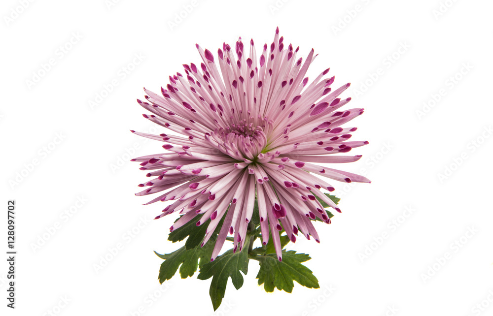 purple chrysanthemum isolated