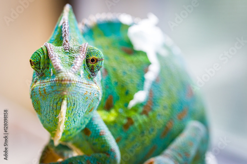 Photo Chameleon Macro Reptile 2 (Eyes Crooked)