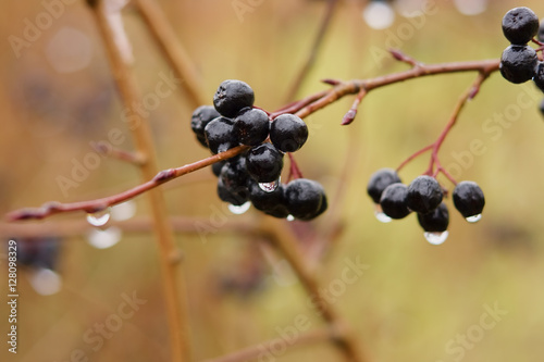  Black chokeberry - Aronia melanocarpa - in the rain in late autumn. Fresh fruits are medicinal raw materials, and the flowers are attractive to bees.