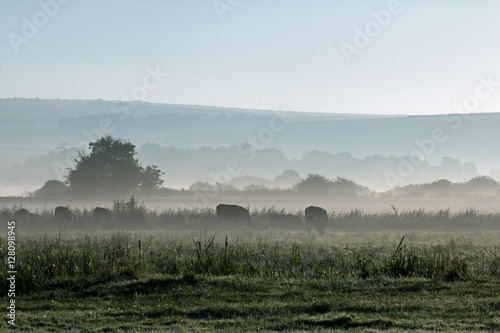 Mist and Cows
