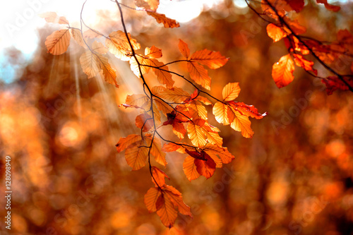 Fall Background with Autumn Maple Leaves
