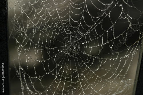 spider web early in the morning