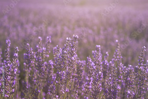 Fototapeta Naklejka Na Ścianę i Meble -  lavender filed