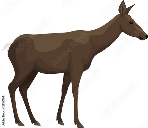 vector isolated female deer