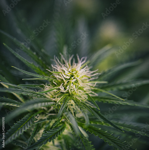 Cannabis flower blooming with early white Flowers