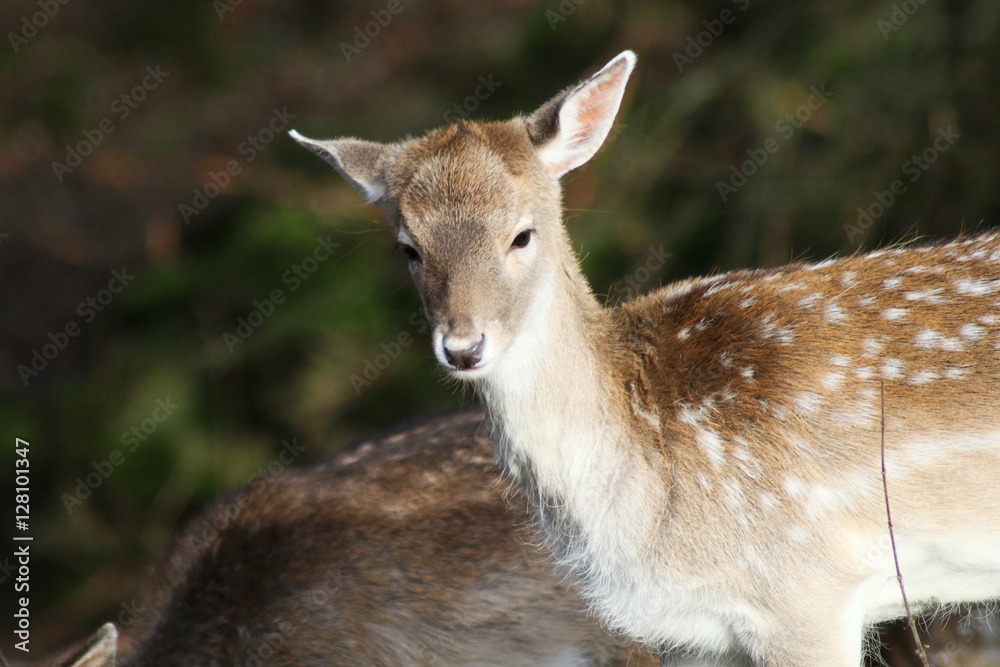 rehe im wald, ein süßes reh