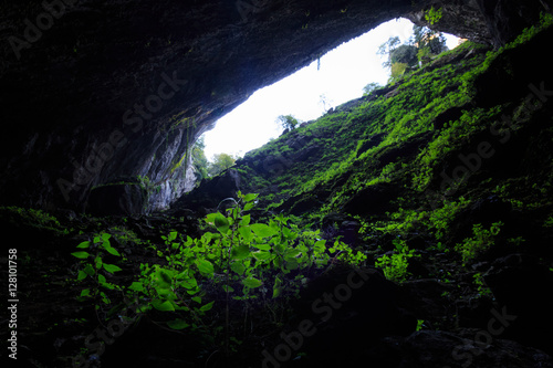 Green plants inside the  Cubilla  cave in Castro Urdiales  Cantabria