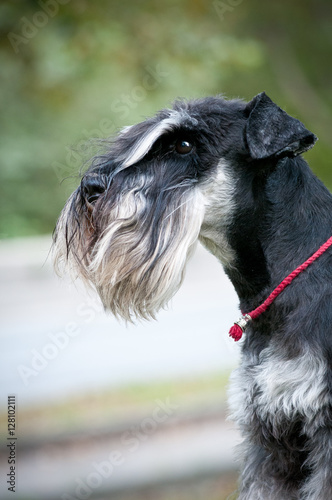 portrait of miniature schnauzer close up