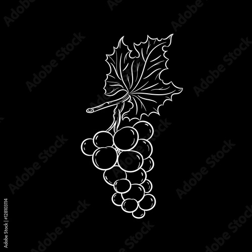 Hand drawn grapes on the branch sketch. Vector illustration