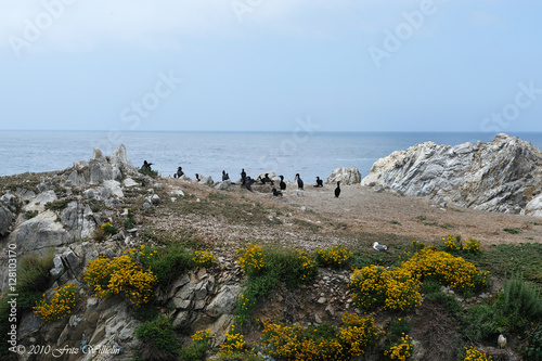 Bird rock with Brandt's cormorants and their nests photo