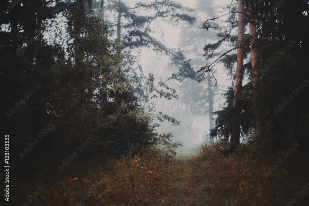 Fototapeta premium Misty morning in the forest walkway which exits to bright meadow, filled with fog, pines and other trees, grass everywhere, autumn or summer