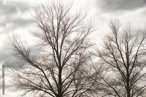 Deciduous trees in winter