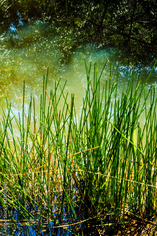Obraz premium Reeds beside the canal